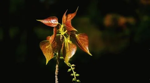 Populus x canadensis, leaf and seed of the black cottonwood of Canada. Stock Photos