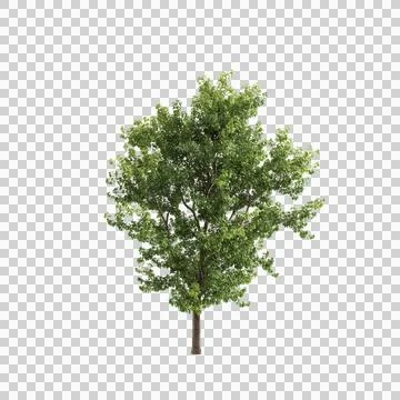 Populus x canadensis trees 3d illustration on transparent background Stock Illustration