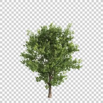 Populus x canadensis trees 3d illustration on transparent background Stock Illustration