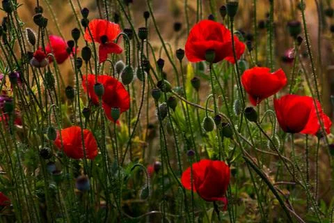 Popy flowers Stock Photos