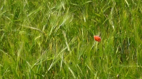 Popy Stock Footage 840645