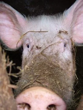 Porc 写真素材