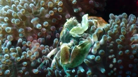 Porcelain crab 4K Stock Footage 331276409