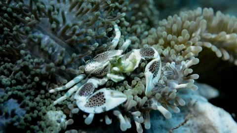 Porcelain Crab Feeding Stock Footage 112237181
