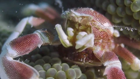 Porcelain crab 動画素材 71461310