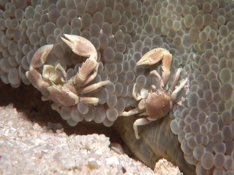 Porcelain Crab Stock Footage 98703190