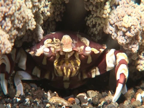 Porcelain Crab Stock Footage 98703852