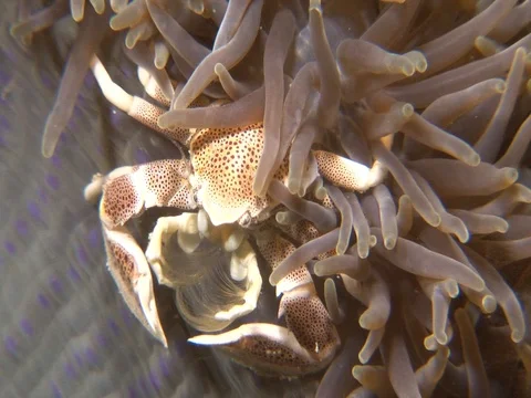 Porcelain Crab Stock Footage 98704693