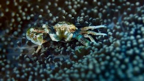 Porcelain crab Video stock 99582442