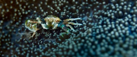 Porcelain crab Stock Footage 99646850