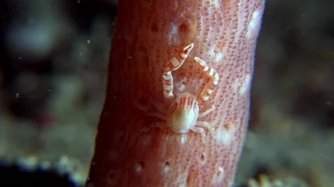 Porcelain crab Stock Footage 201189965