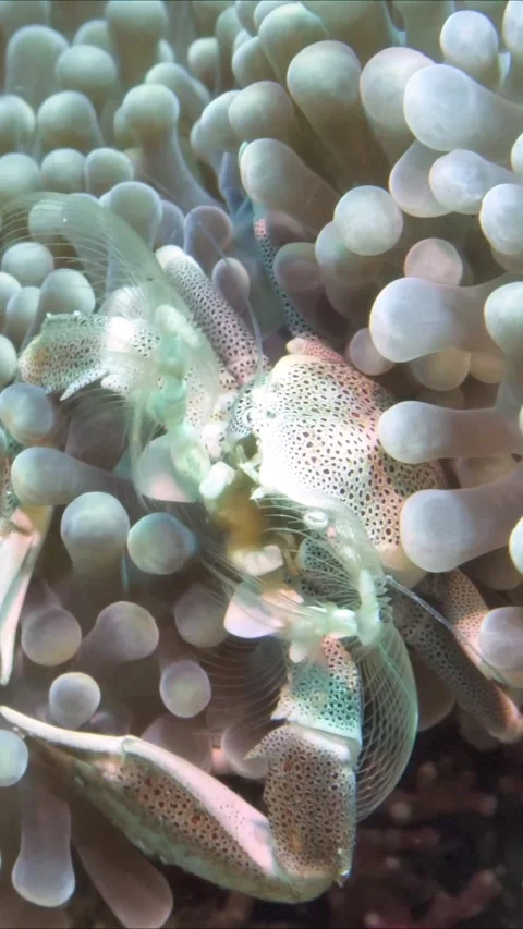 Porcelain Crab in the Philippines Stock Footage 320060673