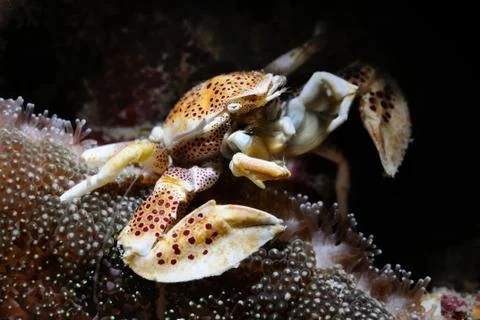 Porcelain crab Stock Photos