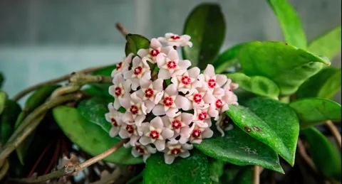 Porcelain Flower Blossom Timelapse - Mum Cicegi - Hoya Carnosa Blossom Timelapse Stock Footage