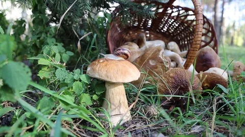 Porcini Stock Footage 80110542