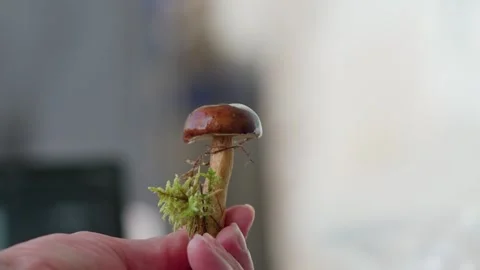 Porcini Stockbeeldmateriaal 318226788