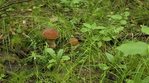 Porcini forest in the grass Stock Footage 52828836