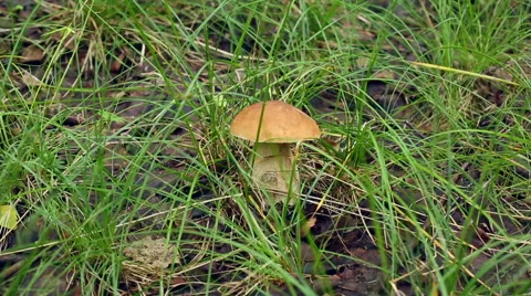 Porcini forest in the grass Stock Footage 52837974