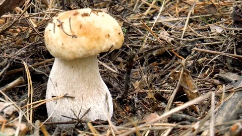 Porcini in the grass Stock Footage 80717646