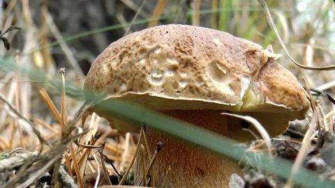 Porcini in the grass Stock Footage 80717740