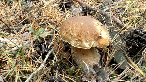 Porcini in the grass Stock Footage 80717908