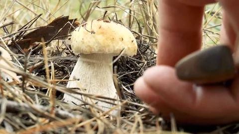 Porcini in the grass Stock Footage 80855840