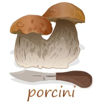 Porcini isolated white background. Stock Illustration