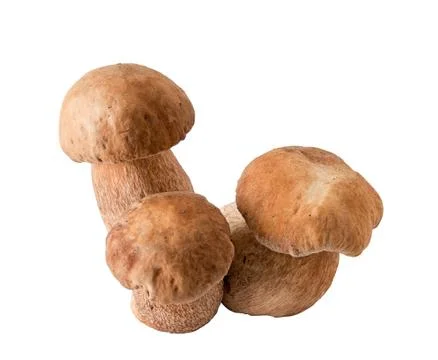 Porcini mushrooms. Cep on white background Stock Photos