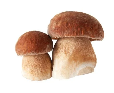 Porcini mushrooms. Cep on white background Stock Photos