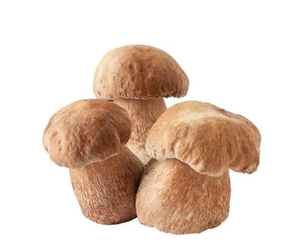 Porcini mushrooms. Cep on white background Stock Photos