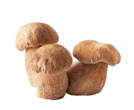 Porcini mushrooms. Cep on white background Stock Photos