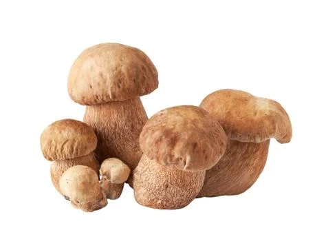 Porcini mushrooms. Cep on white background Stock Photos