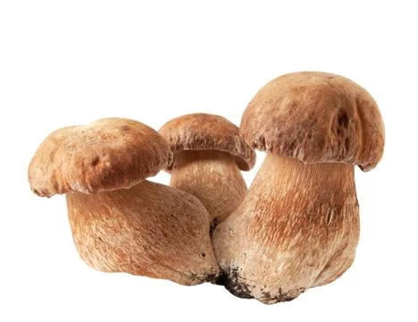 Porcini mushrooms. Cep on white background Stock Photos