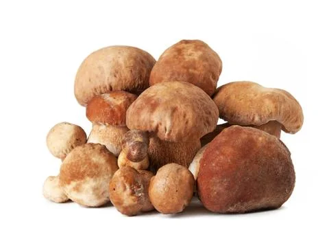 Porcini mushrooms. Cep on white background Stock Photos