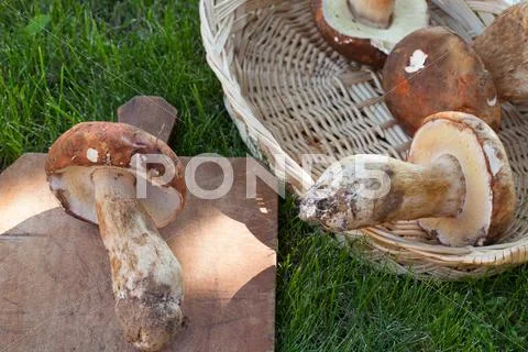 Porcini Mushrooms Stock Photos