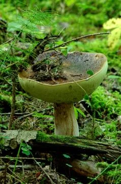 Porcini Stock Photos