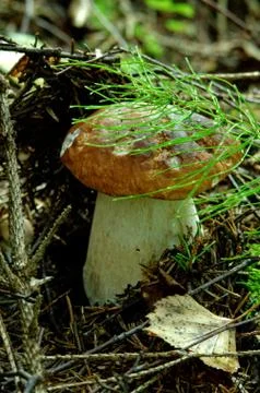 Porcini Stock Photos