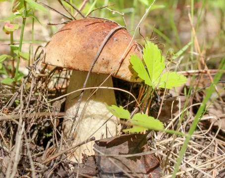 Porcini Stock Photos