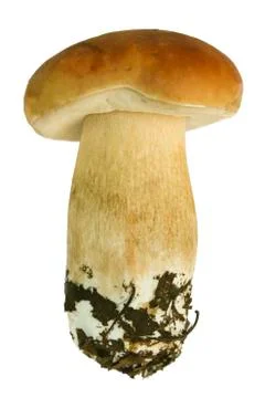 Porcini Stock Photos