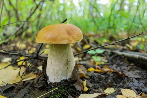 Porcini Stock Photos