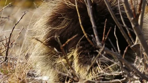 Porcupine from behind Stock Footage 79101392