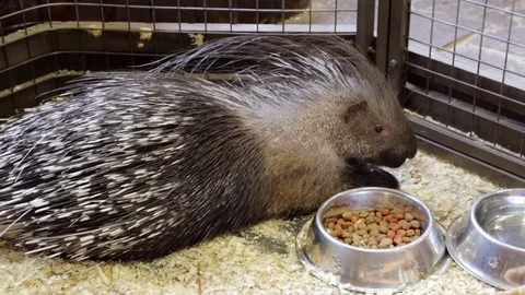 Porcupine in a cage Stock Footage 81249007