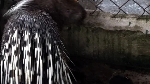 Porcupine in Captivity Stock Footage 127610695