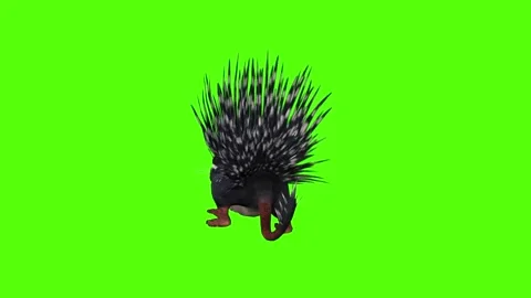 Porcupine Claws Attack Green Screen Animation 4K Rendering Stockbeeldmateriaal 295556913