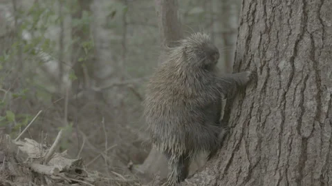 Porcupine Climbing Down a Tree Stock Footage 197534940