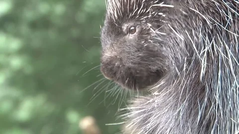 Porcupine Close Up Stock Footage 85228732