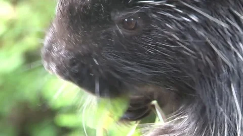 Porcupine Close Up Stock Footage 85231465