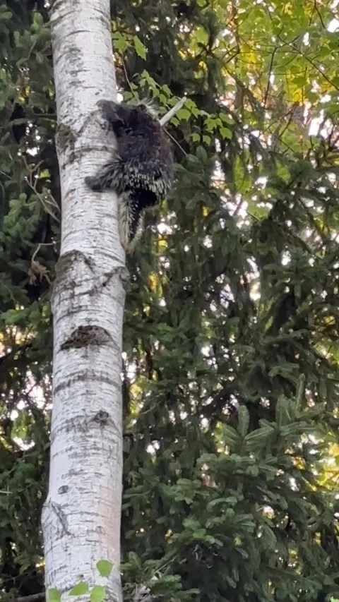 Porcupine coming down tree 7-14-26 Stock Footage 340036132