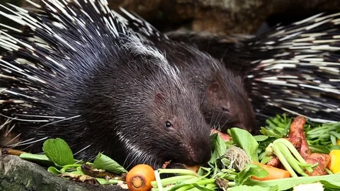 Porcupine eating vegetable Vídeos de archivo 77774853