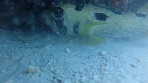 A porcupine fish with a broken tail Stock Footage 346113681